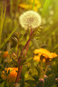 Bild-Nr: 11787860 Pusteblume Erstellt von: zwergl0611