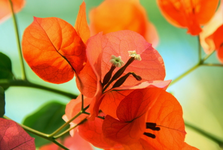 Bild-Nr: 11787956 Bougainvillea Erstellt von: GUGIGEI