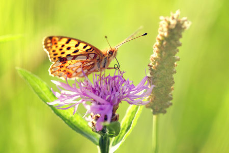 Bild-Nr: 11788776 Perlmutterfalter Schmetterling Falter  Erstellt von: Thomas Herzog