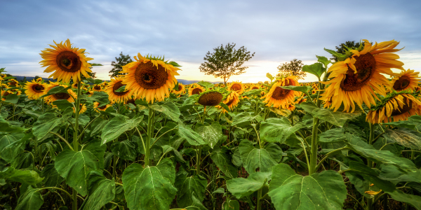 Bild-Nr: 11788814 Sommermohn Erstellt von: Steffen Gierok