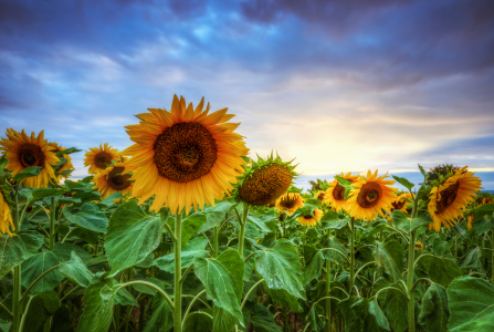 Bild-Nr: 11788816 Sonnenblumen Erstellt von: Steffen Gierok