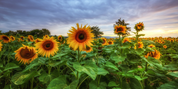 Bild-Nr: 11788818 Sonnenblumen Erstellt von: Steffen Gierok