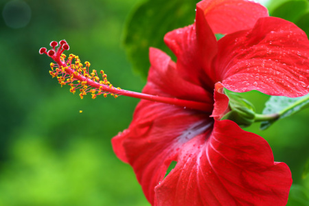 Bild-Nr: 11789234 Hibiskusblüte Erstellt von: falconer59