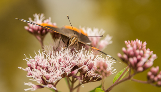 Bild-Nr: 11789746 Schmetterling Erstellt von: nigella