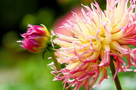 Bild-Nr: 11789774 Knospe und Blüte Erstellt von: falconer59