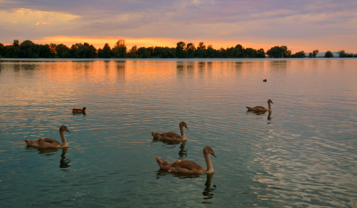 Bild-Nr: 11790328 Abendstille Erstellt von: GUGIGEI