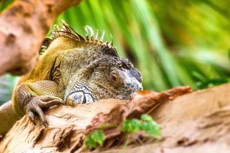 Bild-Nr: 11791136 Echse   Erstellt von: Tanja Riedel