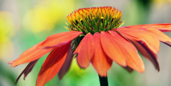 Bild-Nr: 11794546 ECHINACEA Erstellt von: GUGIGEI