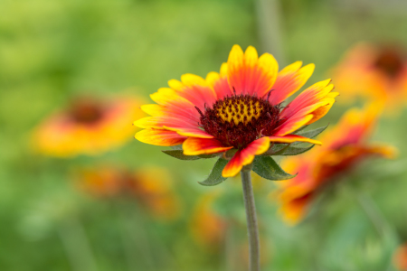 Bild-Nr: 11794834 Blume mit weichem hintergrund Erstellt von: KundenNr-320926