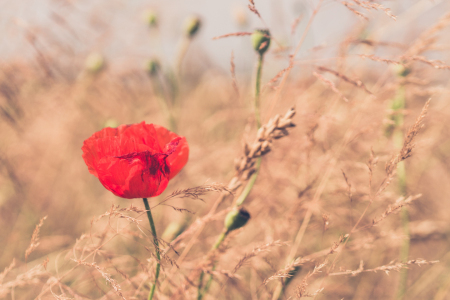 Bild-Nr: 11795162 Verträumter Mohn Erstellt von: Mohr-Moments-Photography