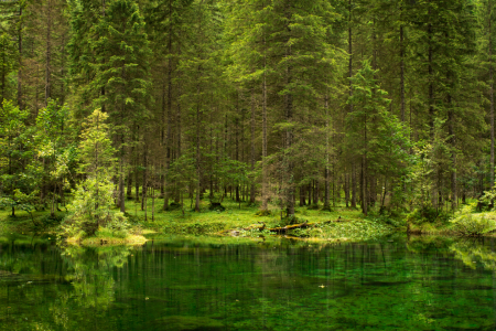 Bild-Nr: 11796248 Wald und Wasser Erstellt von: AlinaF-Fotografie