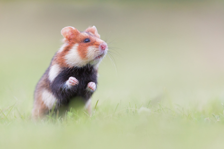 Bild-Nr: 11796516 Neugieriger Blick Erstellt von: Henrik Spranz