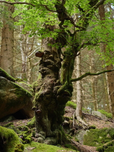 Bild-Nr: 11796760 Alt wie ein Baum Erstellt von: dresdner