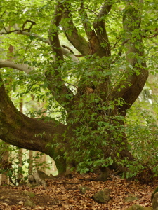 Bild-Nr: 11797188 Alt wie ein Baum Erstellt von: dresdner