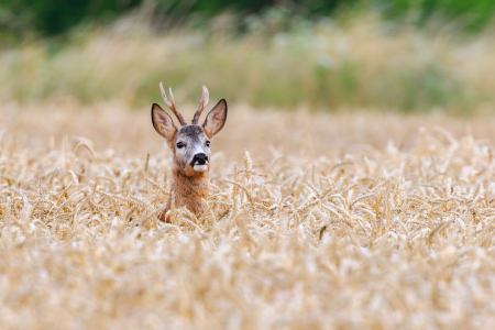 Bild-Nr: 11797380 Ein Bock im Kornfeld Erstellt von: Daniela Beyer