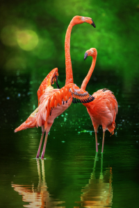 Bild-Nr: 11797670 Flamingo Vogel Stelzvogel Erstellt von: Thomas Herzog