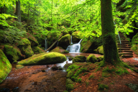 Bild-Nr: 11798578 Wald Wildbach Schwarzwald Wasserfall Erstellt von: Thomas Herzog