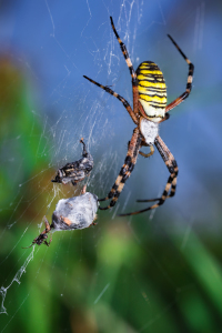 Bild-Nr: 11799358 Wespenspinne  Argiope bruenni Erstellt von: Richard-Young