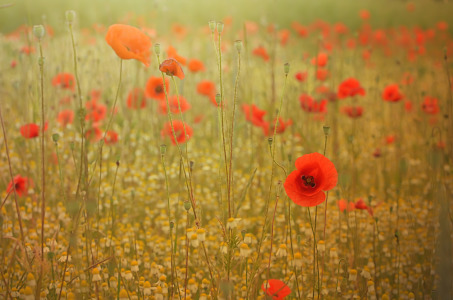 Bild-Nr: 11799814 Mohnblumen Erstellt von: zwergl0611