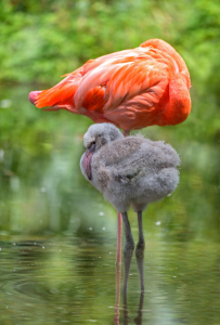 Bild-Nr: 11801290 Flamingo Küken Vögel Stelzvogel Erstellt von: Thomas Herzog