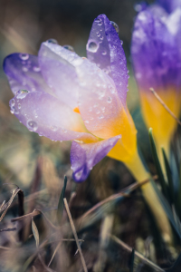 Bild-Nr: 11801744 Krokus mit Tau Erstellt von: KundenNr-320926