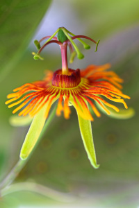 Bild-Nr: 11802660 Passiflora mexicana Erstellt von: falconer59