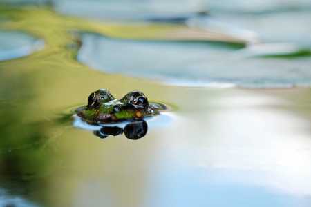 Bild-Nr: 11803154 Frosch auf Tauchstation Erstellt von: Ostfriese