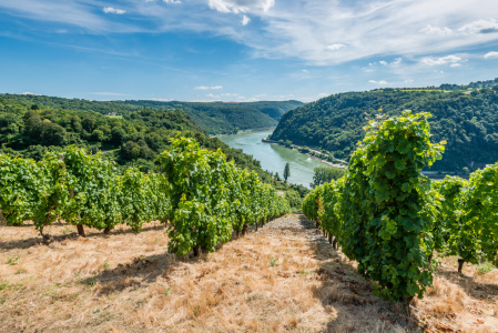 Bild-Nr: 11803196 Weinreben im Loreleytal 54 Erstellt von: Erhard Hess