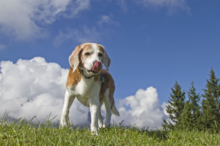 Bild-Nr: 11803208 Beagle zeigt Zunge Erstellt von: EderHans