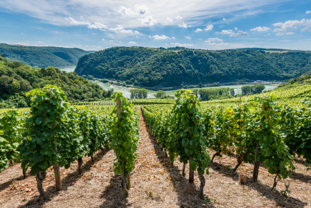 Bild-Nr: 11803212 Weinreben im Loreleytal 75 Erstellt von: Erhard Hess