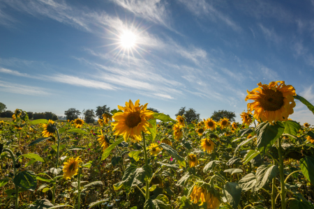 Bild-Nr: 11805880 Blumen ` Kinder Erstellt von: Ursula Reins