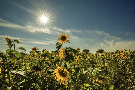 Bild-Nr: 11806642 Blumen ` Kinder Erstellt von: Ursula Reins