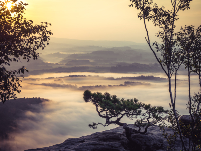 Bild-Nr: 11807254 Kiefer im Nebel Erstellt von: Mohr-Moments-Photography