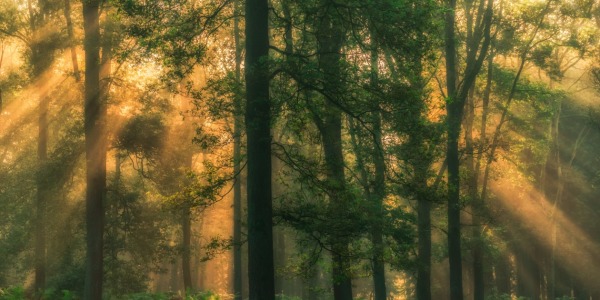 Bild-Nr: 11810524 Sonnenwald Erstellt von: Wally