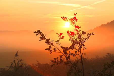 Bild-Nr: 11810540 Pflanze im Sonnenaufgang Erstellt von: falconer59