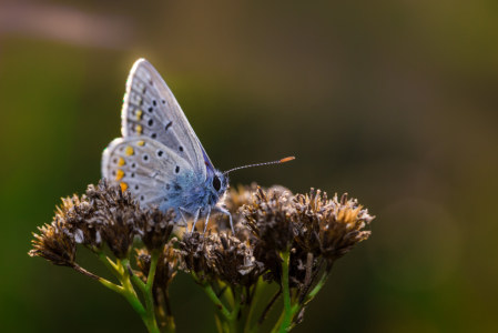 Bild-Nr: 11812060 in der Wiese Erstellt von: Richard-Young