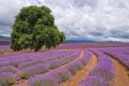 Bild-Nr: 11812388 Bridestowe Lavender Estate Erstellt von: klippser