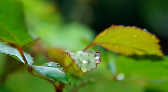 Bild-Nr: 11815451 Rosenblätter Erstellt von: MoNoir