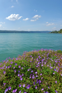 Bild-Nr: 11815923 Sommer am Bodensee Erstellt von: Rolf Eschbach