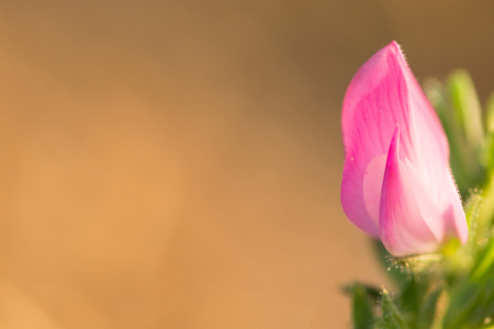 Bild-Nr: 11817107 Zart Rosa Erstellt von: Fototommi