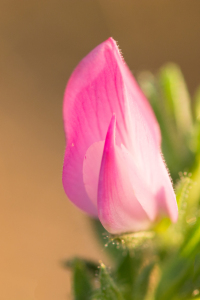 Bild-Nr: 11817881 Zart Rosa 2 Erstellt von: Fototommi