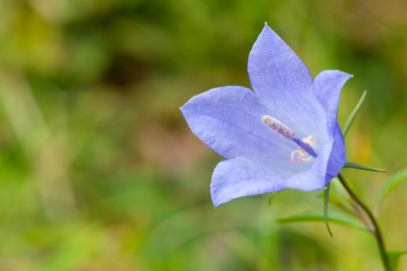 Bild-Nr: 11819017 Blaue Blüte Erstellt von: Fototommi