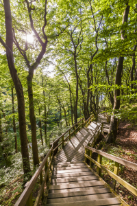 Bild-Nr: 11819347 WALDWEG Erstellt von: dieterich