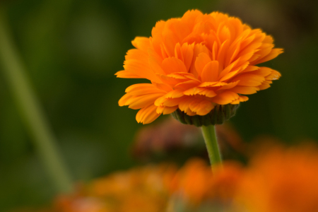 Bild-Nr: 11820473 Orange Erstellt von: Fototommi