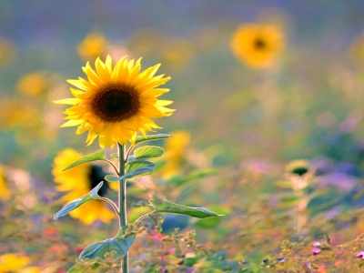 Bild-Nr: 11822169 Sonnenblumen Erstellt von: Ostfriese