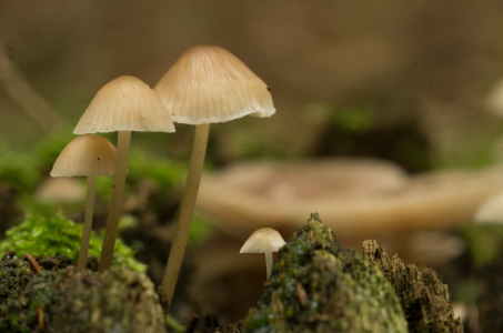 Bild-Nr: 11822299 Pilzfamilie  Erstellt von: Fototommi