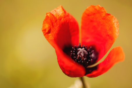 Bild-Nr: 11822491 Mohnblume Erstellt von: AlenaTerbachFotografie