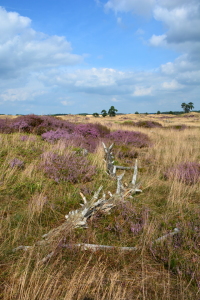 Bild-Nr: 11822875 In der Heide Erstellt von: GUGIGEI