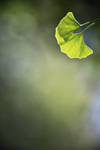 Bild-Nr: 11824543 Ginko - study I Erstellt von: Timo Geble