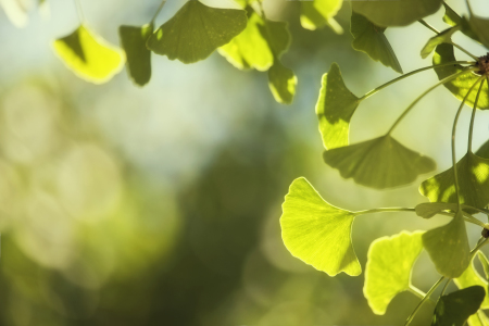 Bild-Nr: 11824571 Ginko - study II Erstellt von: Timo Geble